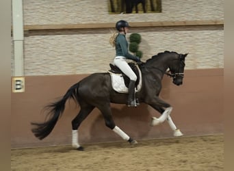 Oldenburg, Gelding, 4 years, 15,3 hh, Smoky-Black