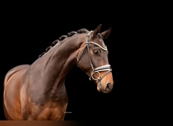Oldenburg, Gelding, 4 years, 16.1 hh, Bay-Dark
