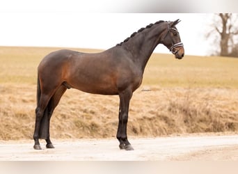 Oldenburg, Gelding, 4 years, 16.1 hh, Bay-Dark