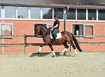 Oldenburg, Gelding, 4 years, 16,1 hh, Bay-Dark