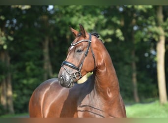 Oldenburg, Gelding, 4 years, 16,1 hh, Bay-Dark