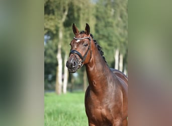 Oldenburg, Gelding, 4 years, 16,1 hh, Bay-Dark