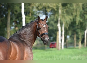 Oldenburg, Gelding, 4 years, 16,1 hh, Bay-Dark