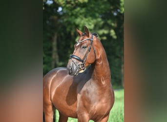 Oldenburg, Gelding, 4 years, 16,1 hh, Bay-Dark