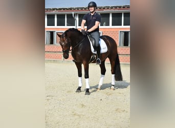 Oldenburg, Gelding, 4 years, 16,1 hh, Bay-Dark