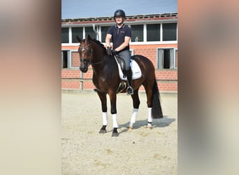 Oldenburg, Gelding, 4 years, 16,1 hh, Bay-Dark