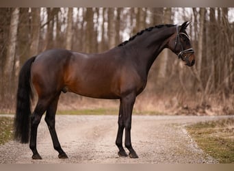 Oldenburg, Gelding, 4 years, 16.1 hh, Bay-Dark