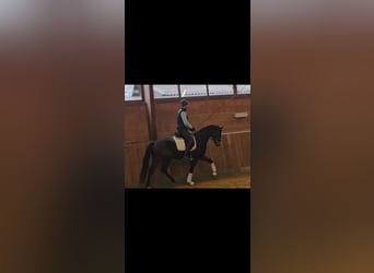 Oldenburg, Gelding, 4 years, 16.1 hh, Bay-Dark