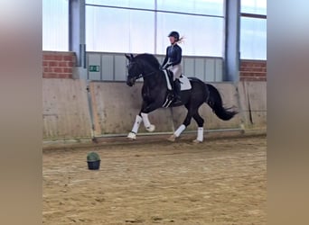 Oldenburg, Gelding, 4 years, 16.1 hh, Bay-Dark