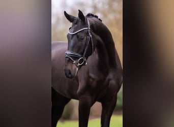 Oldenburg, Gelding, 4 years, 16,1 hh, Bay-Dark