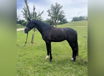 Oldenburg, Gelding, 4 years, 16.1 hh, Black