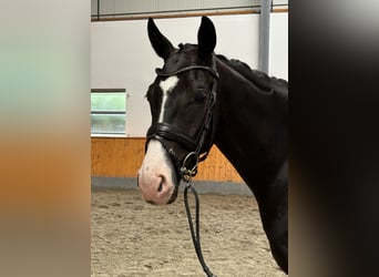 Oldenburg, Gelding, 4 years, 16.1 hh, Black