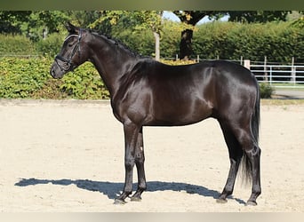 Oldenburg, Gelding, 4 years, 16.1 hh, Black