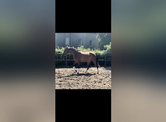 Oldenburg, Gelding, 4 years, 16.1 hh, Brown