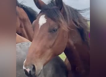 Oldenburg, Gelding, 4 years, 16,1 hh, Brown