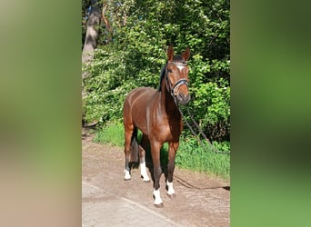 Oldenburg, Gelding, 4 years, 16.1 hh, Brown