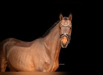 Oldenburg, Gelding, 4 years, 16.1 hh, Brown