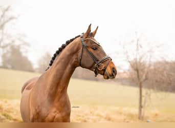 Oldenburg, Gelding, 4 years, 16.1 hh, Brown