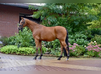 Oldenburg, Gelding, 4 years, 16.1 hh, Brown
