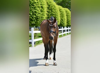 Oldenburg, Gelding, 4 years, 16.1 hh, Brown