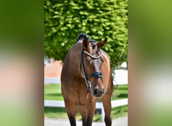 Oldenburg, Gelding, 4 years, 16.1 hh, Brown