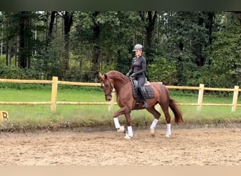 Oldenburg, Gelding, 4 years, 16.1 hh, Chestnut
