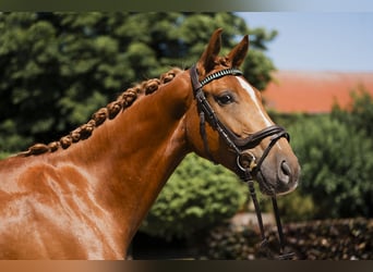 Oldenburg, Gelding, 4 years, 16.1 hh, Chestnut-Red