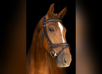 Oldenburg, Gelding, 4 years, 16.1 hh, Chestnut-Red