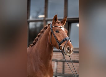 Oldenburg, Gelding, 4 years, 16.1 hh, Chestnut-Red