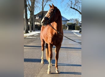 Oldenburg, Gelding, 4 years, 16.1 hh, Chestnut-Red