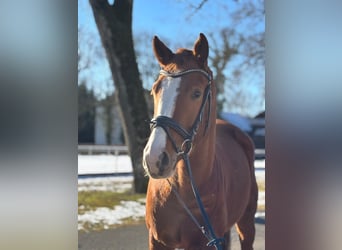 Oldenburg, Gelding, 4 years, 16.1 hh, Chestnut-Red