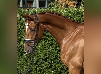 Oldenburg, Gelding, 4 years, 16.1 hh, Chestnut-Red