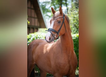 Oldenburg, Gelding, 4 years, 16.1 hh, Chestnut-Red