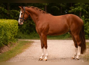 Oldenburg, Gelding, 4 years, 16.1 hh, Chestnut-Red