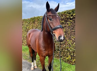 Oldenburg, Gelding, 4 years, 16.1 hh