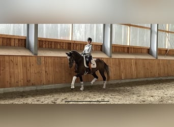 Oldenburg, Gelding, 4 years, 16.1 hh, Gray