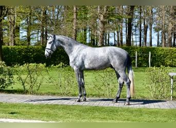 Oldenburg, Gelding, 4 years, 16.1 hh, Grey