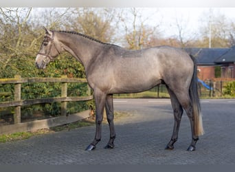 Oldenburg, Gelding, 4 years, 16.1 hh