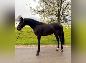 Oldenburg, Gelding, 4 years, 16.1 hh, Smoky-Black