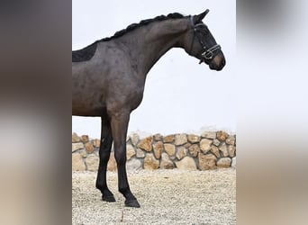 Oldenburg, Gelding, 4 years, 16.1 hh, Smoky-Black