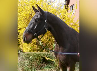 Oldenburg, Gelding, 4 years, 16.1 hh, Smoky-Black