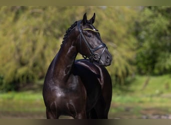 Oldenburger, Wallach, 4 Jahre, 16,1 hh, Schwarzbrauner