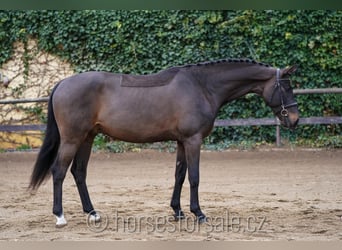 Oldenburg, Gelding, 4 years, 16.1 hh, Smoky-Black