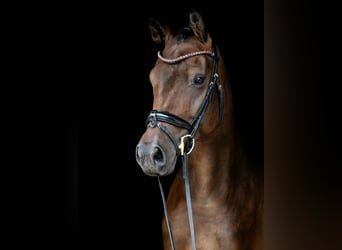 Oldenburg, Gelding, 4 years, 16.2 hh, Bay-Dark