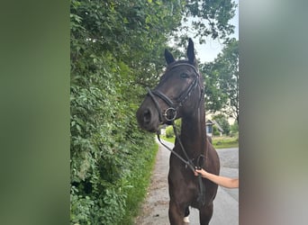 Oldenburg, Gelding, 4 years, 16.2 hh, Bay-Dark