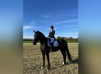 Oldenburg, Gelding, 4 years, 16.2 hh, Bay-Dark