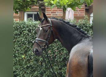 Oldenburg, Gelding, 4 years, 16.2 hh, Bay-Dark