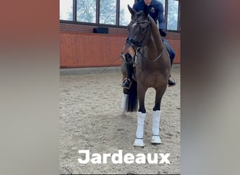 Oldenburg, Gelding, 4 years, 16,2 hh, Bay-Dark