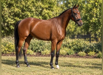Oldenburg, Gelding, 4 years, 16.2 hh, Bay