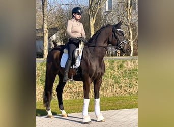 Oldenburg, Gelding, 4 years, 16,2 hh, Black